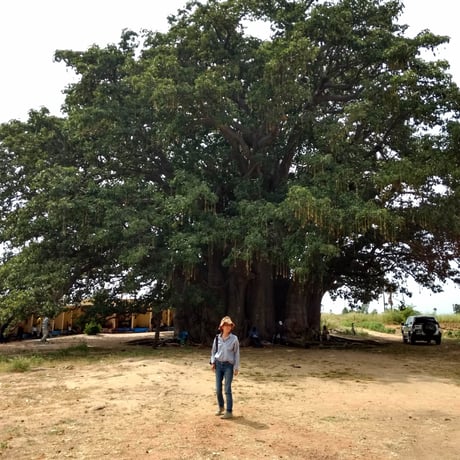 バオバブパウダー/ Poudre de Baobab  300ｇ