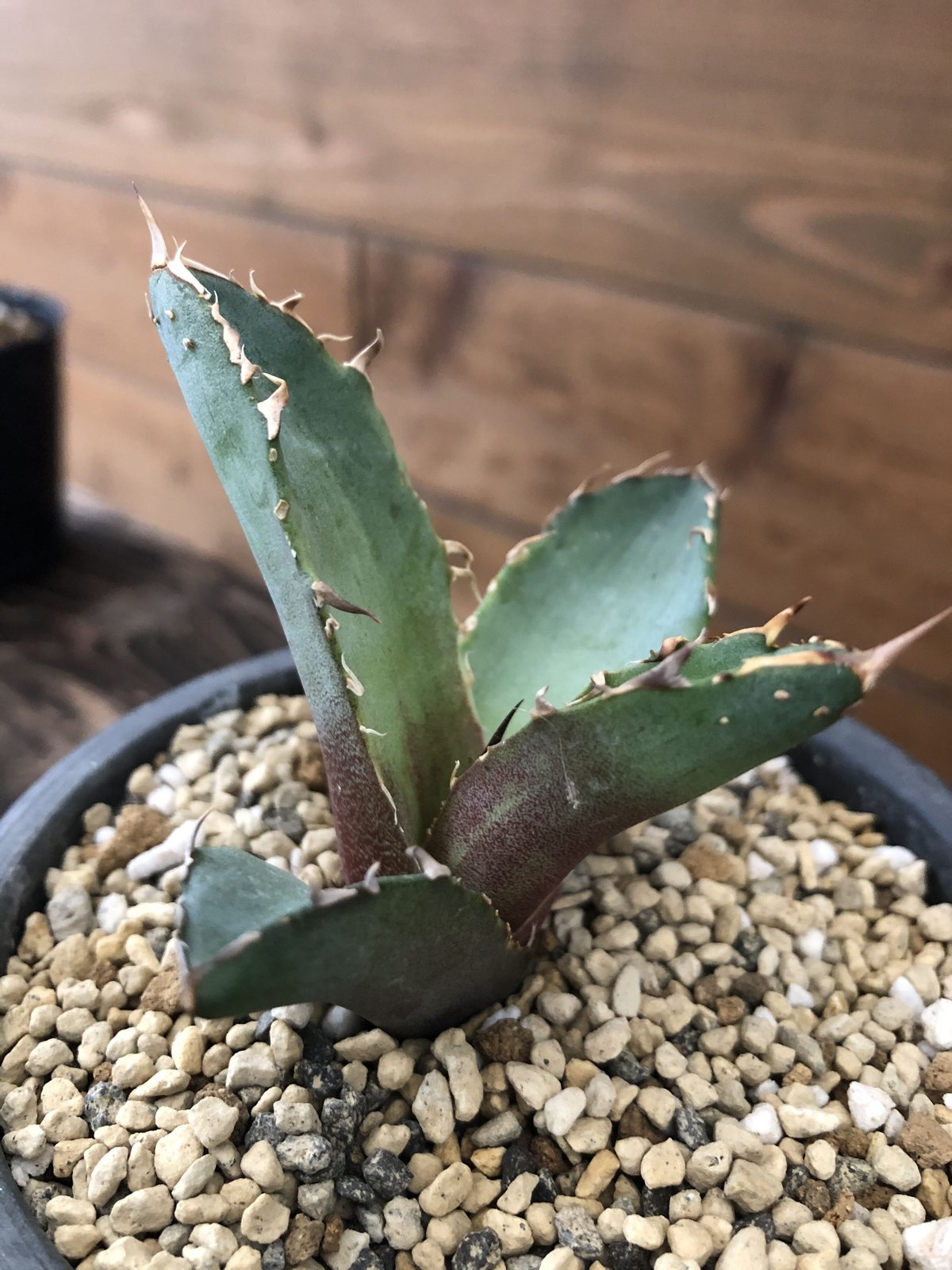 Agave titanota FO-222 | 河野園芸