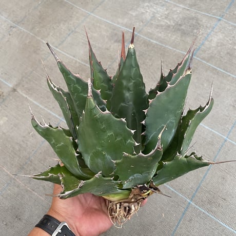 Agave montana