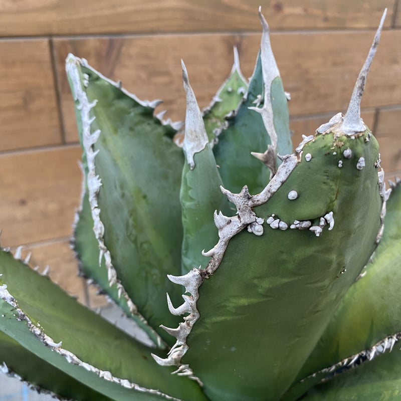 Agave titanota tiger shark | 河野園芸 Agave titanota tiger shark | 河野園芸