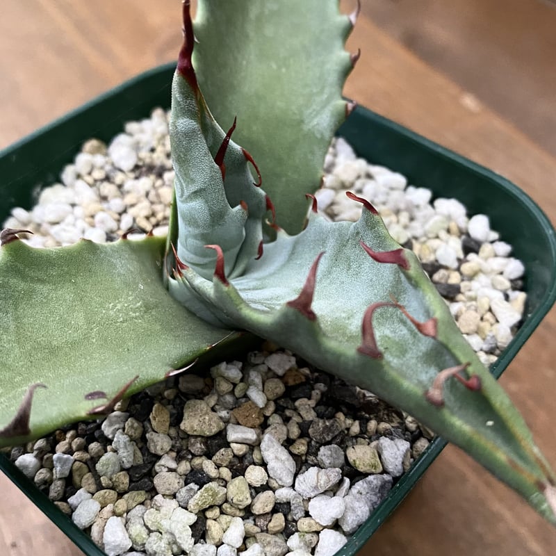 Agave zebra | 河野園芸 Agave zebra | 河野園芸