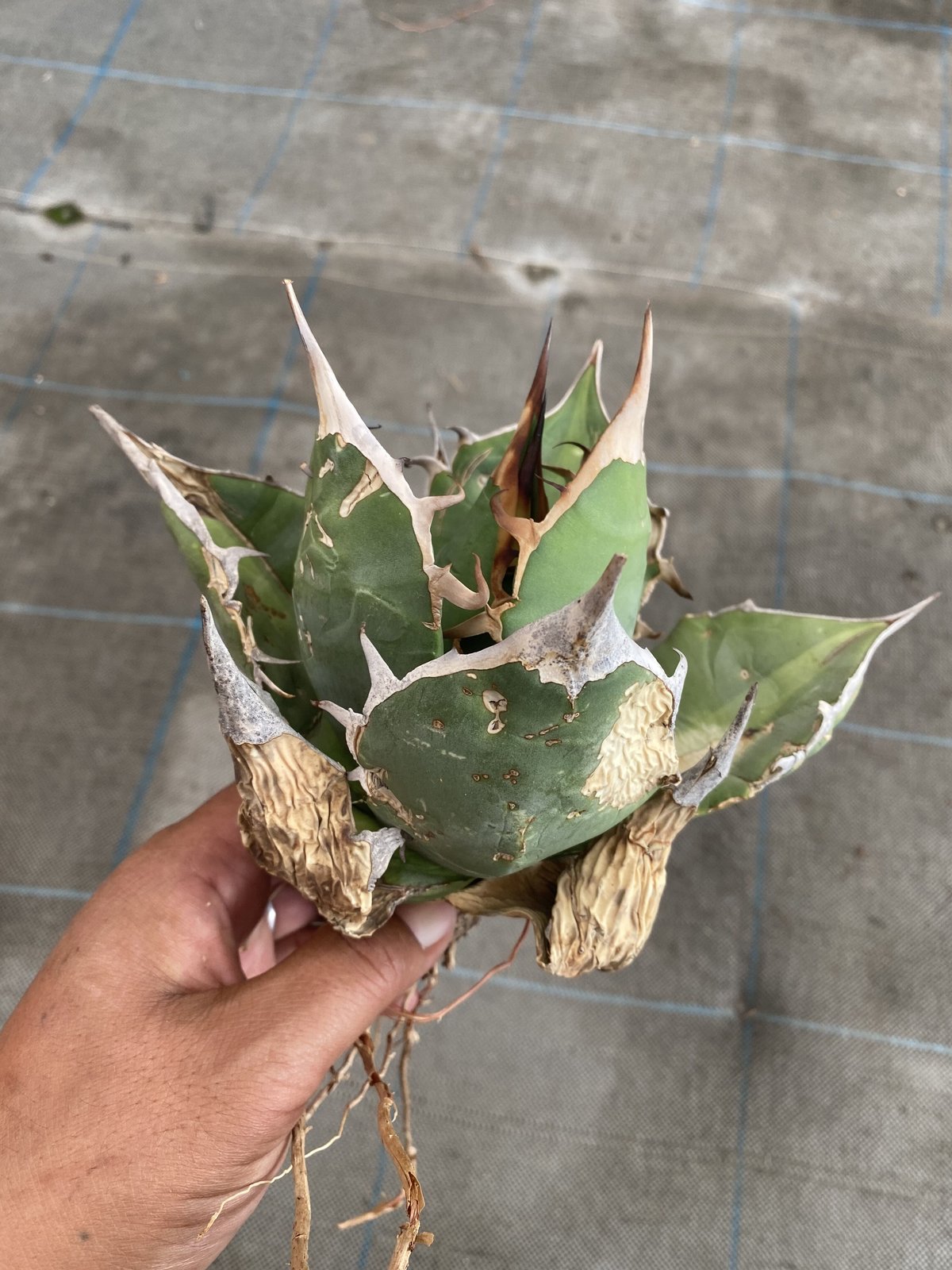 Agave oteroi Oaxaca | 河野園芸 Agave oteroi Oaxaca | 河野園芸