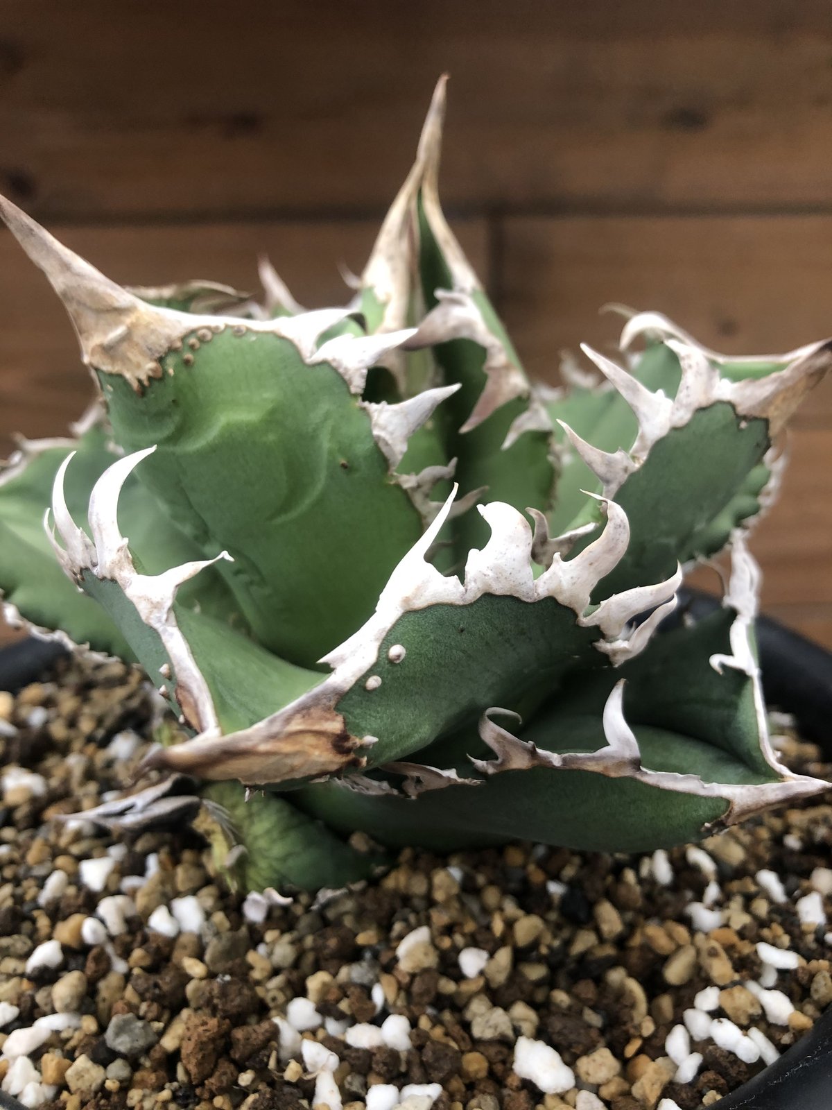 Agave titanota CG-01 a.k.a. COK | 河野園芸 Agave titanota CG-01 a.k.a. COK | 河野園芸