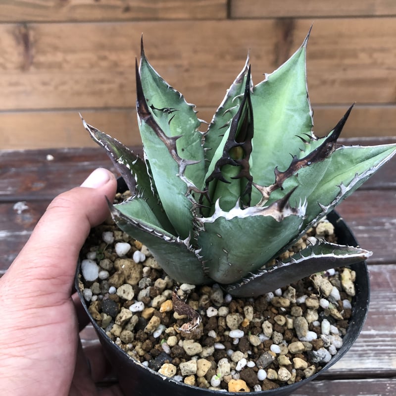 Agave titanota “Black Fire” | 河野園芸 Agave titanota “Black Fire” | 河野園芸