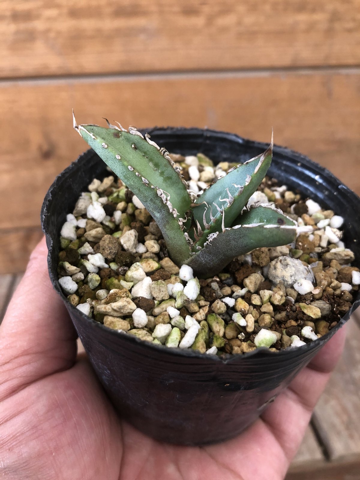 Agave titanota “TigerShark” | 河野園芸 Agave titanota “TigerShark” | 河野園芸