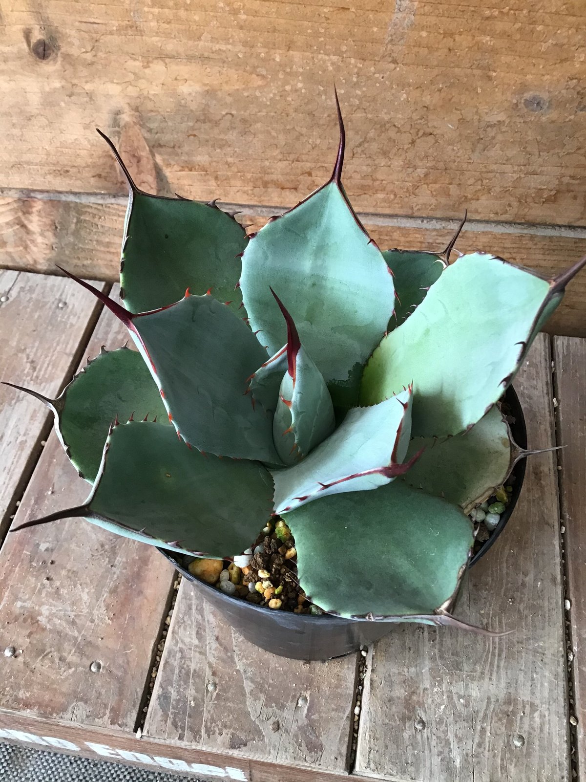 Agave parryi truncata | 河野園芸 Agave parryi truncata | 河野園芸