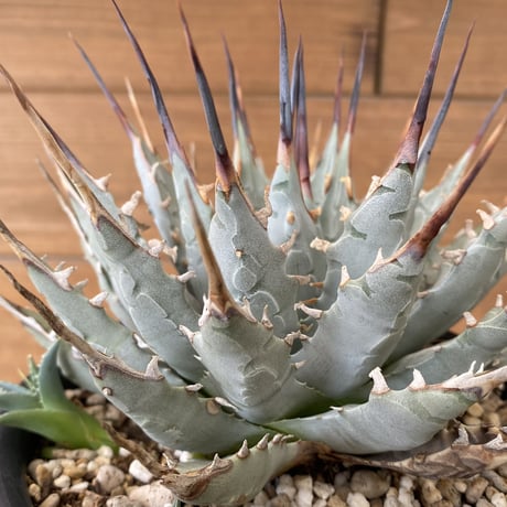 CATEGORY Agave | 河野園芸 CATEGORY Agave | 河野園芸
