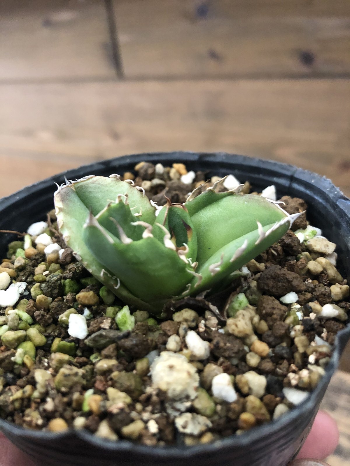 Agave titanota CG-01 a.k.a. COK | 河野園芸 Agave titanota CG-01 a.k.a. COK | 河野園芸