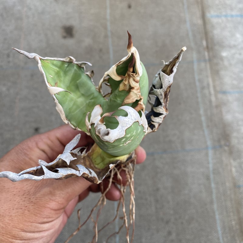Agave oteroi Oaxaca | 河野園芸