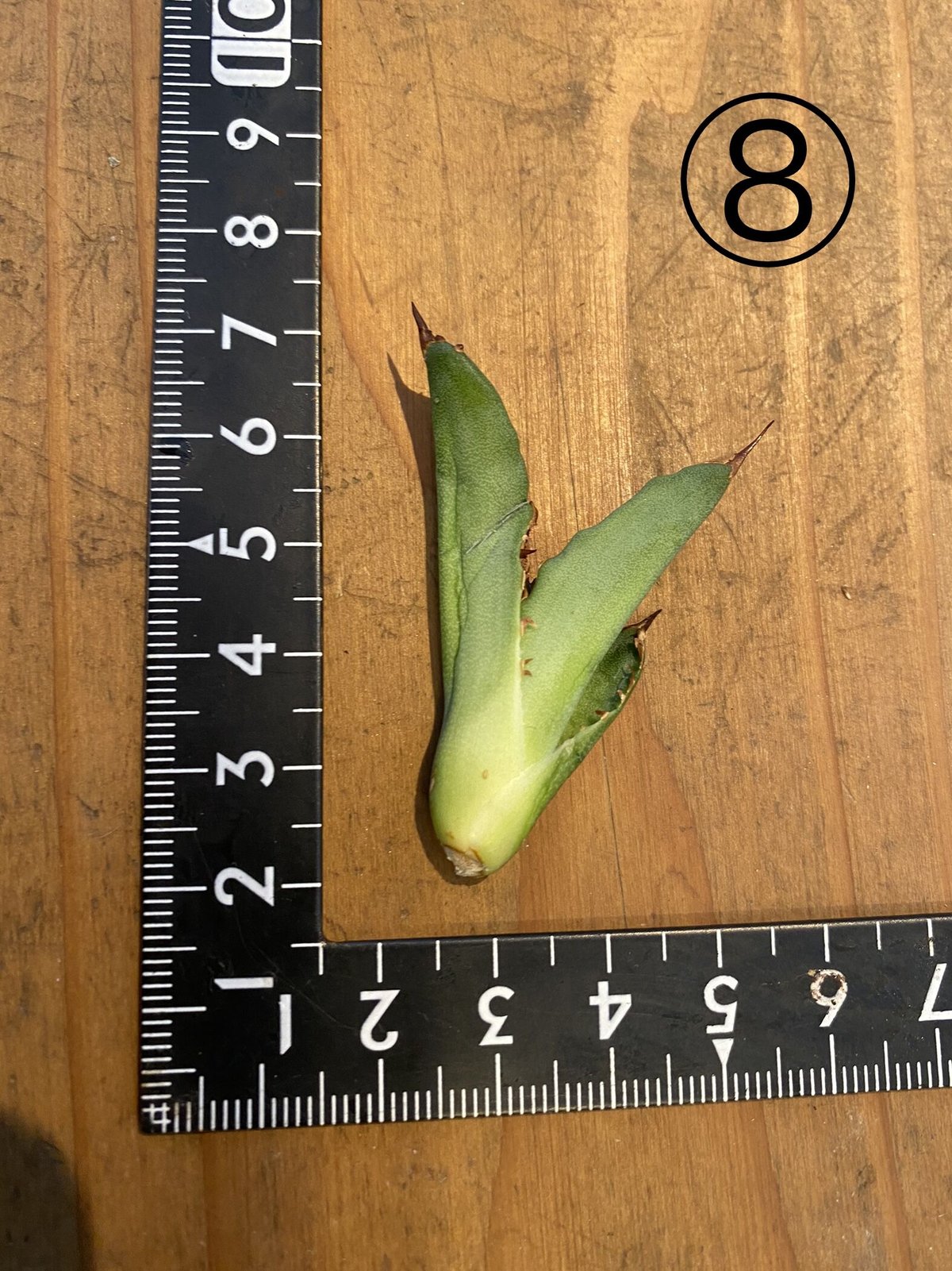 Agave titanota No,006 ボールタイプ | 河野園芸 Agave titanota No,006 ボールタイプ | 河野園芸