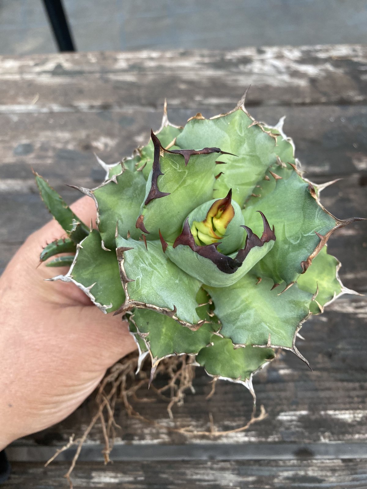 大株】アガベ チタノタ ナイト/ 味わい深い Agave titanota knight 