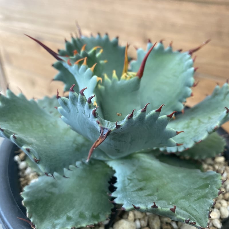 Agave potatorum “Spawn” | 河野園芸