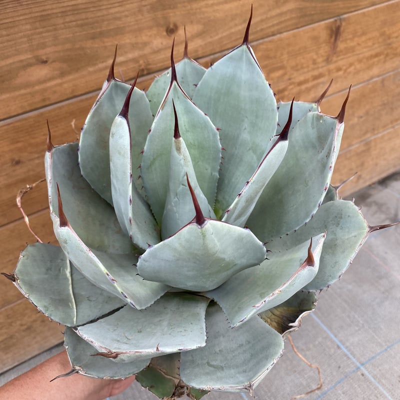 Agave parryi var. truncata XL | 河野園芸