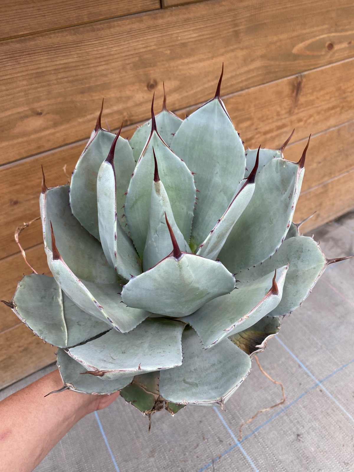 Agave parryi ssp. 羨ましかっ truncata 