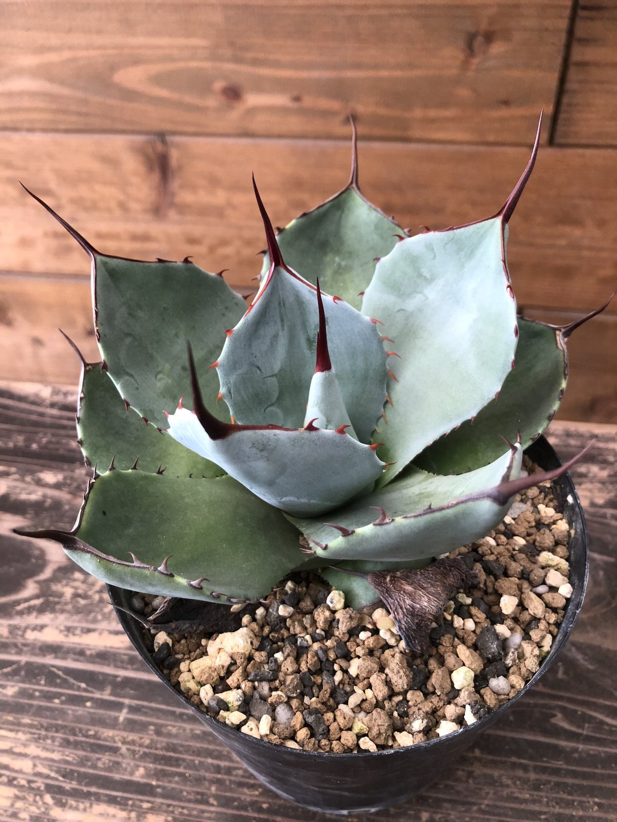 アガベ Agave parryi ssp. truncata 236 アガベ パリー トランカータ agave parryi truncata P4 | Mello