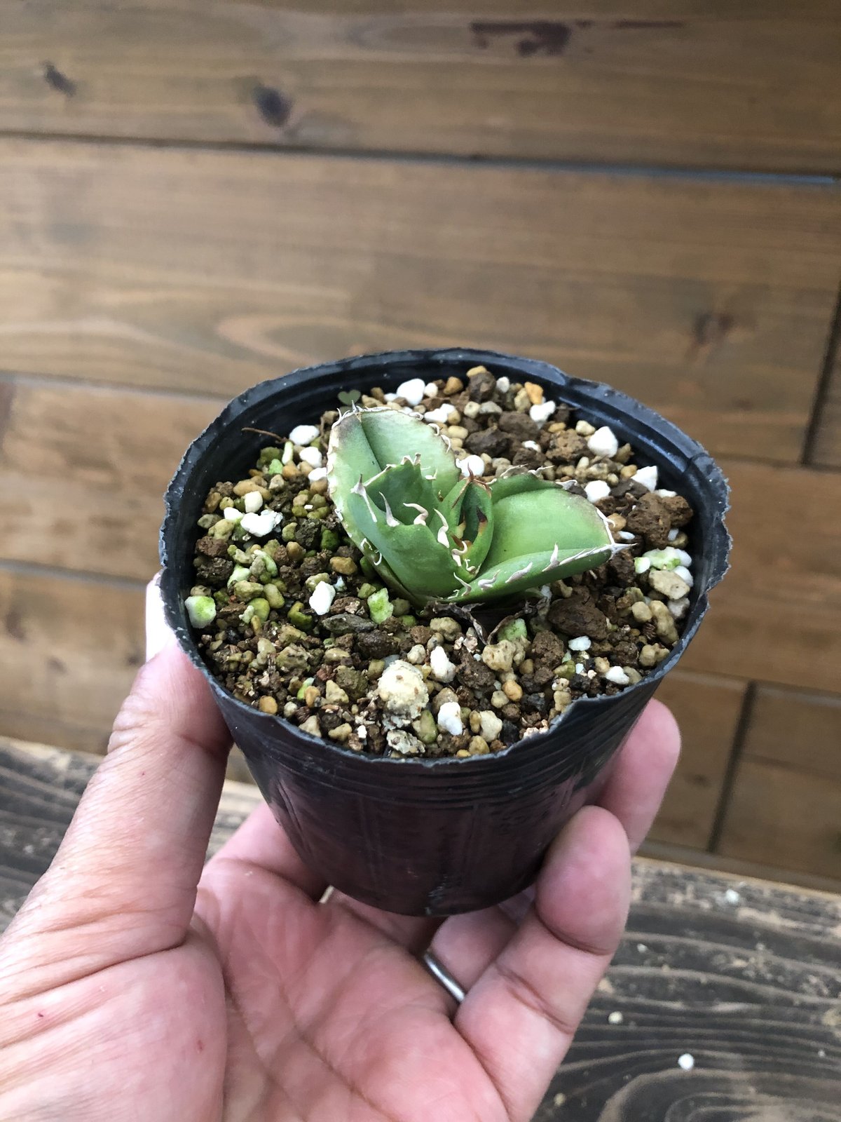 Agave titanota CG-01 a.k.a. COK | 河野園芸