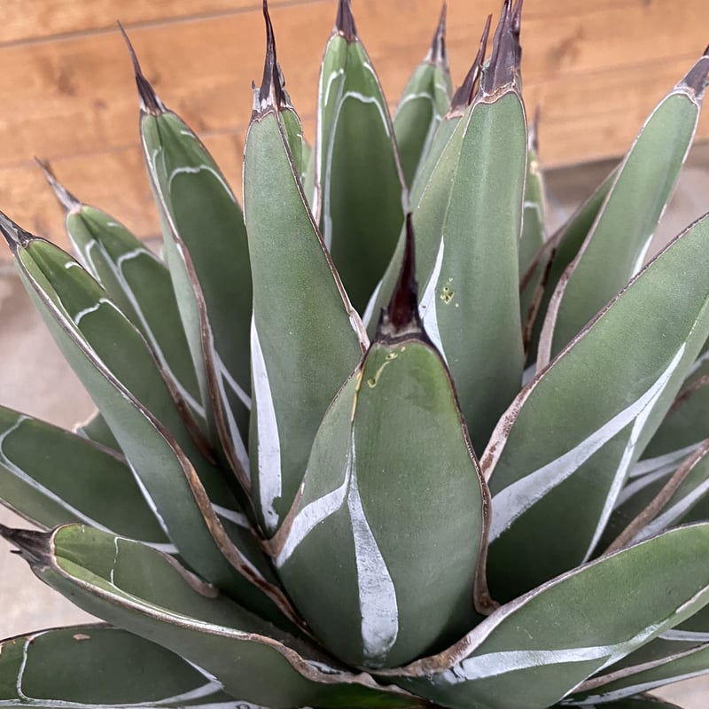 Agave nickelsiae | 河野園芸