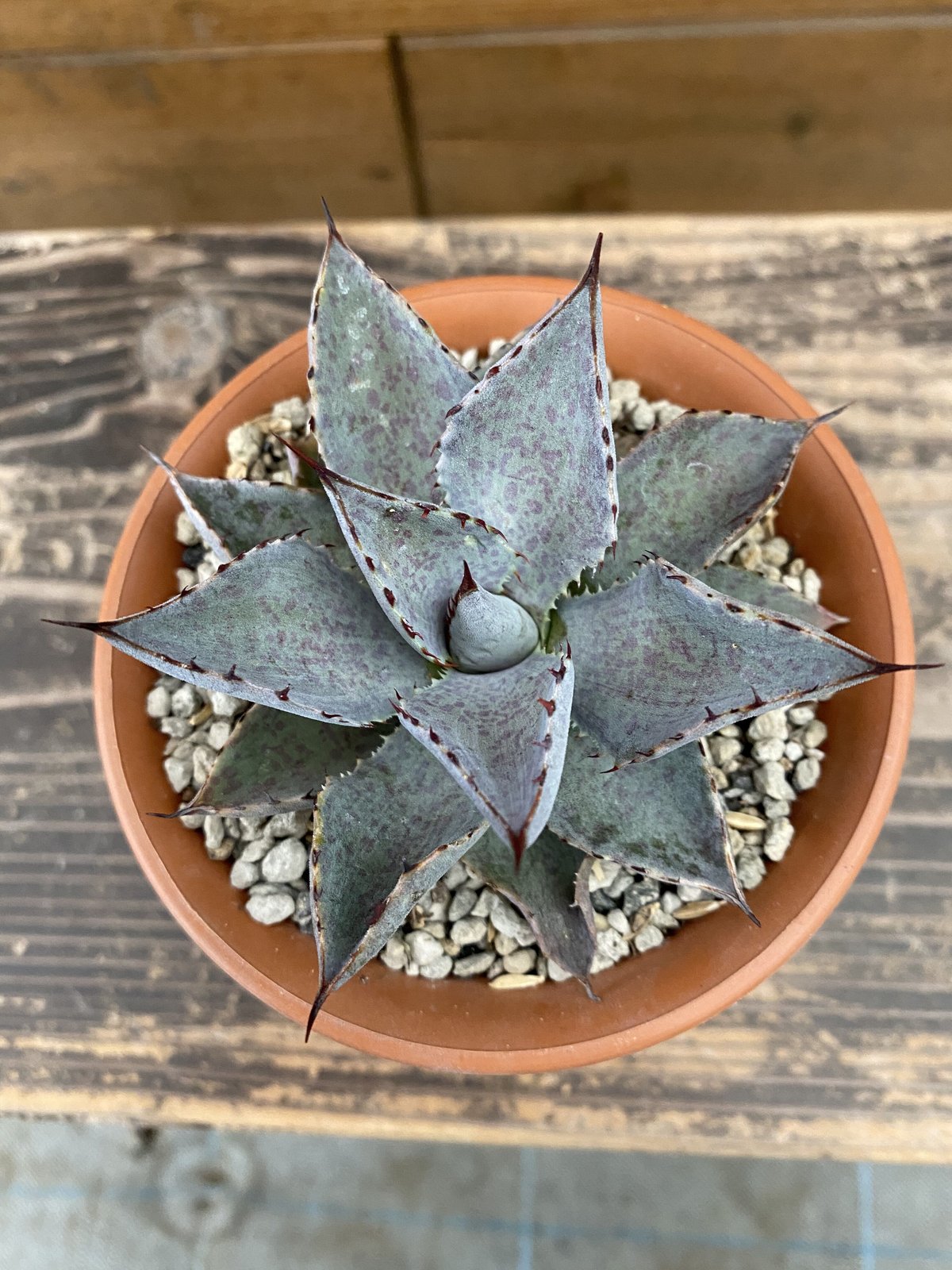 Agave Hybrid (isthmensis x blood spot) | 河野園芸 Agave Hybrid (isthmensis x blood spot) | 河野園芸