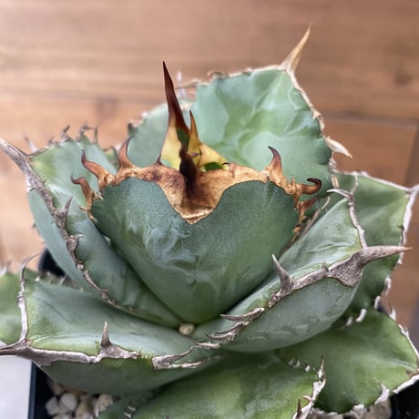 CATEGORY Agave | 河野園芸 CATEGORY Agave | 河野園芸