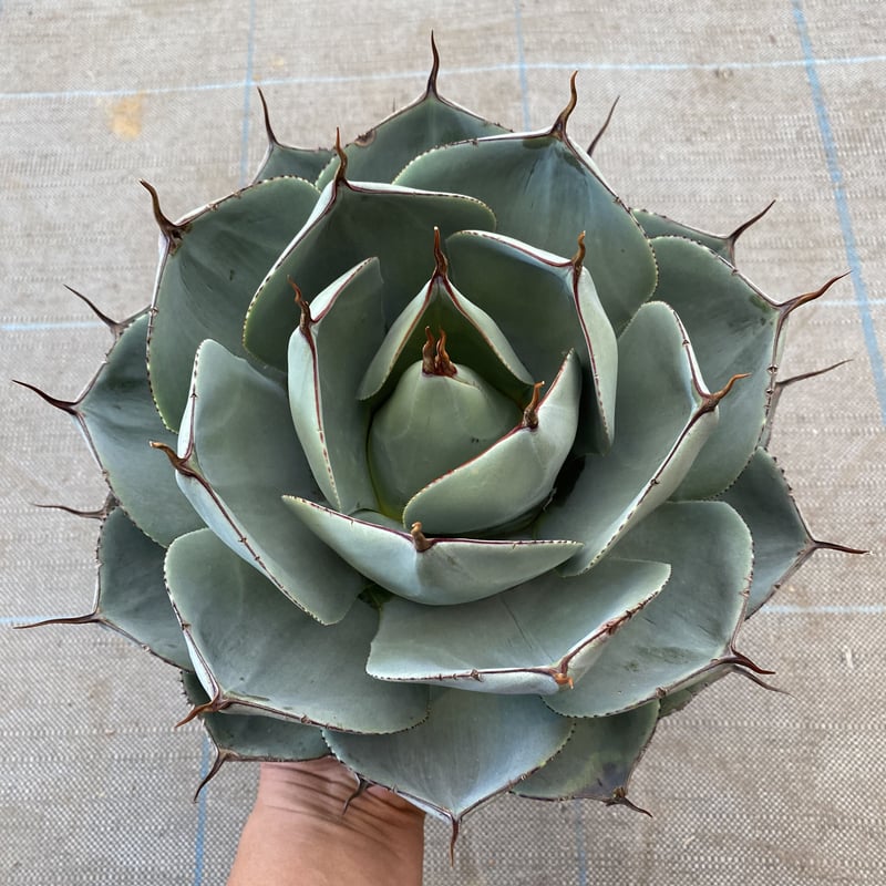 Agave parryi truncata SpecialClone特選 | 河野園芸 Agave parryi truncata SpecialClone特選 | 河野園芸