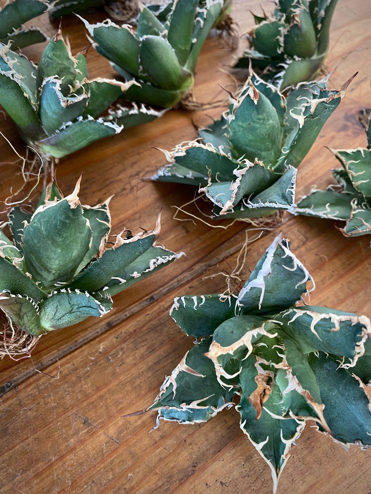 アガベ チタノタ FO-076 オテロイ GODZILLA スーパー 悪魔 大株 アガベ チタノタ FO-076 オテロイ GODZILLA スーパー 悪魔