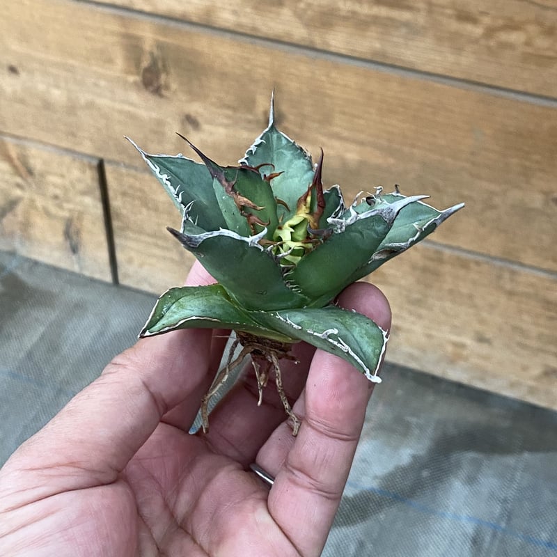 Agave oteroi | 河野園芸 Agave oteroi | 河野園芸