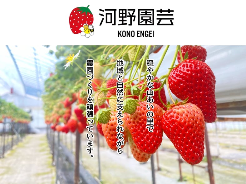 ユッカ 　根＆新芽付き ユッカ 根＆新芽付き
