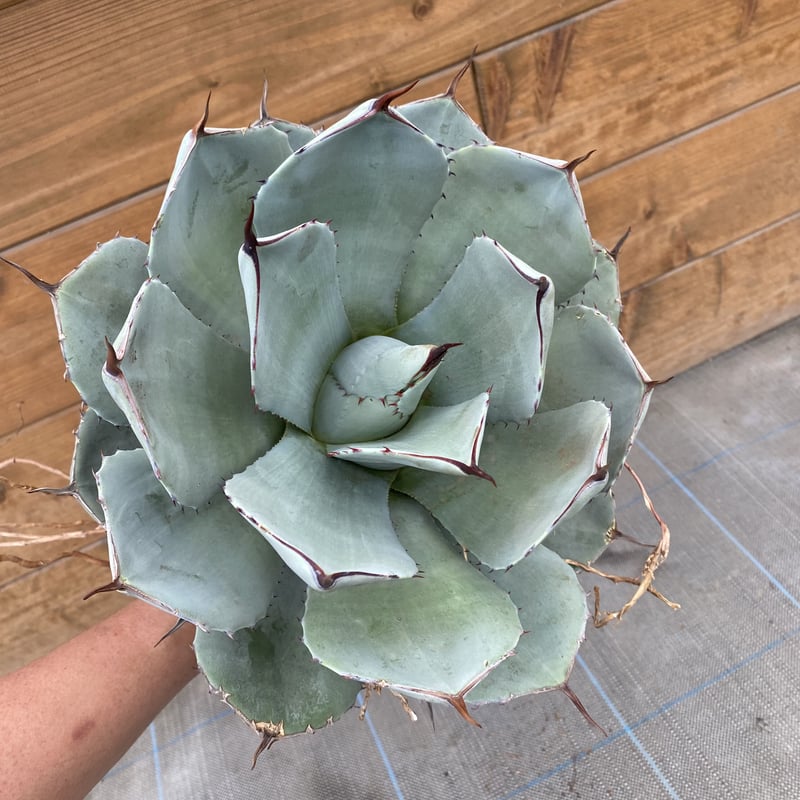 Agave parryi var. truncata XL | 河野園芸 Agave parryi var. truncata XL | 河野園芸