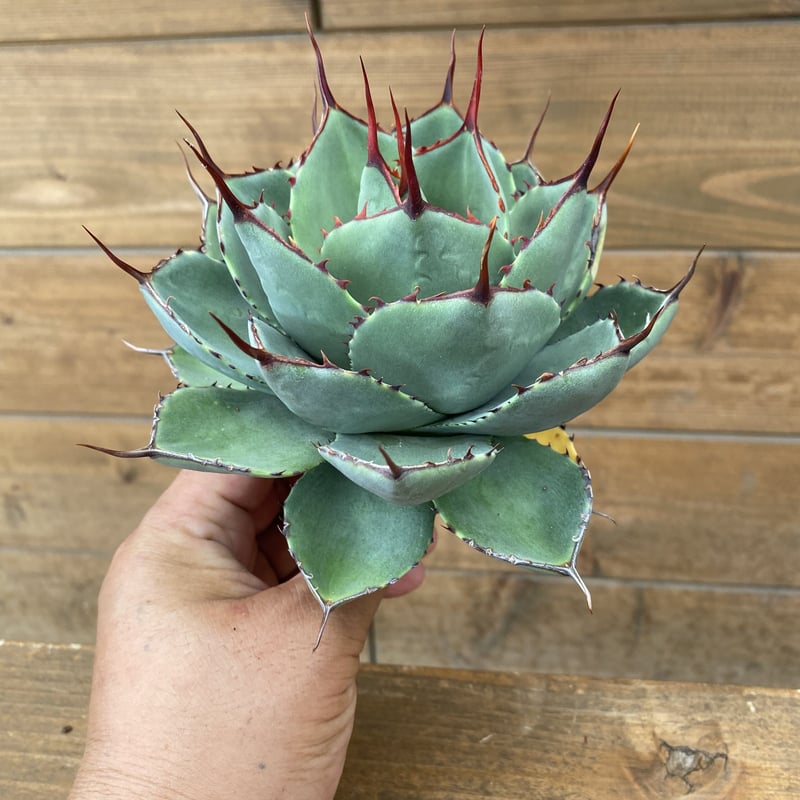 Agave parryi truncata 3 | 河野園芸 Agave parryi truncata 3 | 河野園芸