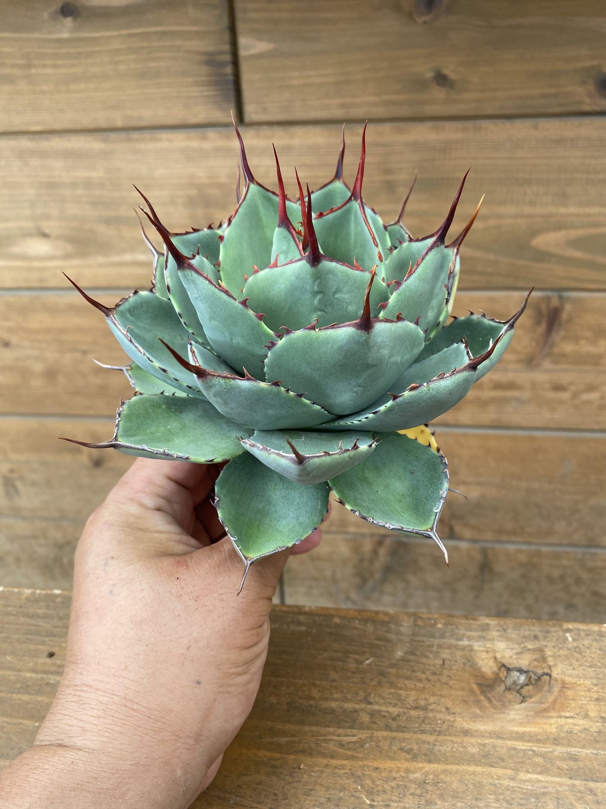 Agave parryi truncata 3 | 河野園芸 Agave parryi truncata 3 | 河野園芸