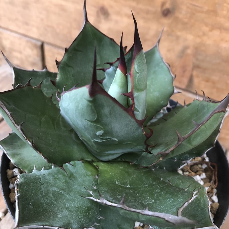 レア‼️スクエアトゥース アガベ コロラータ × ホリダ　ハイブリッド レア‼️スクエアトゥース アガベ コロラータ × ホリダ ハイブリッド