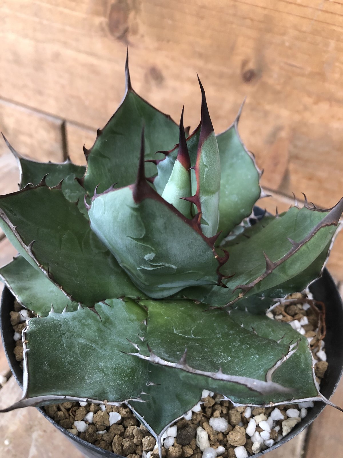 ハイブリッドアガベ コロラータ【白岳殿】× イシスメンシス