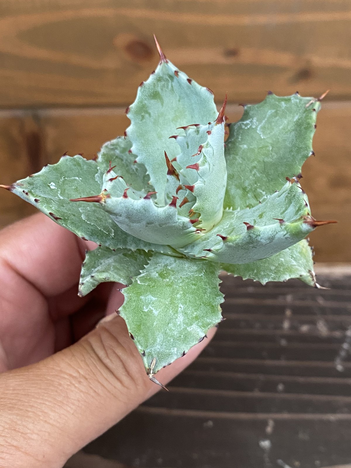 ベアルート Agave 姫蠍蟹Ⅲ | 河野園芸 アガベ \