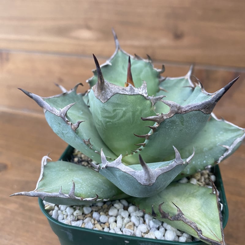 AGAVE A.TITANOTA EU GODZILLA 胴切りの天 AGAVE A.TITANOTA EU GODZILLA 胴切りの天 【公式通販】