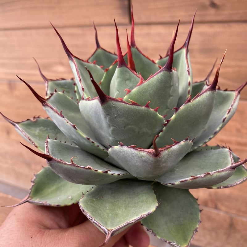 Agave parryi truncata 3 | 河野園芸 Agave parryi truncata 3 | 河野園芸