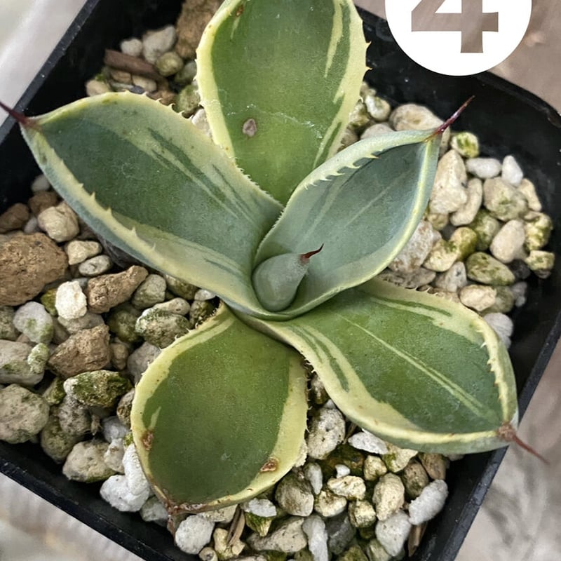 Agave parryi truncata “Lime Streak” | 河野園芸 Agave parryi truncata “Lime Streak” | 河野園芸