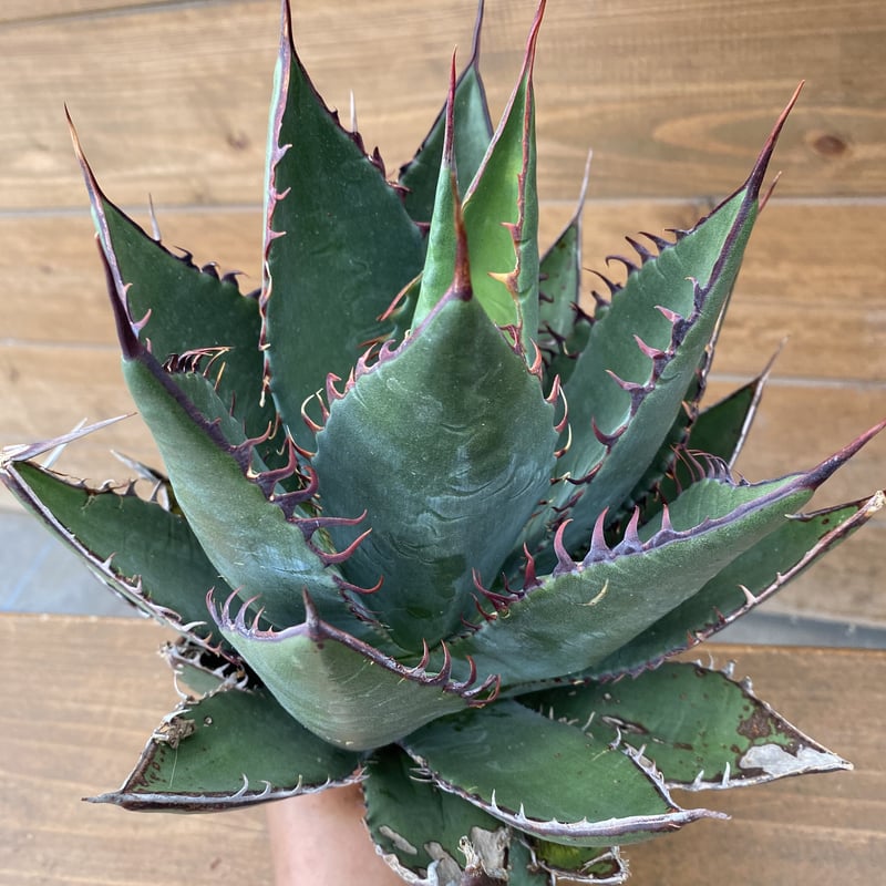 Agave Shawii XL | 河野園芸 Agave Shawii XL | 河野園芸