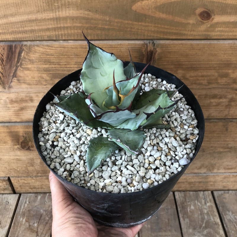 Hybrid Agave “TBG” (titanota x blue glow) | 河野園芸