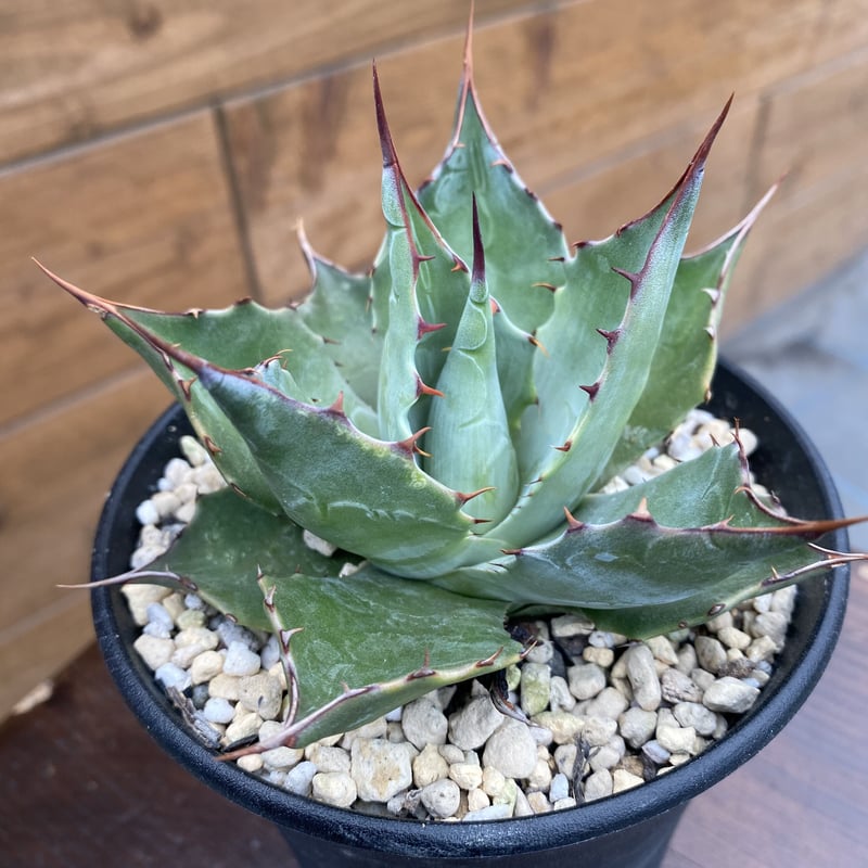 アガベ パラサナグローブ 【公式通販】