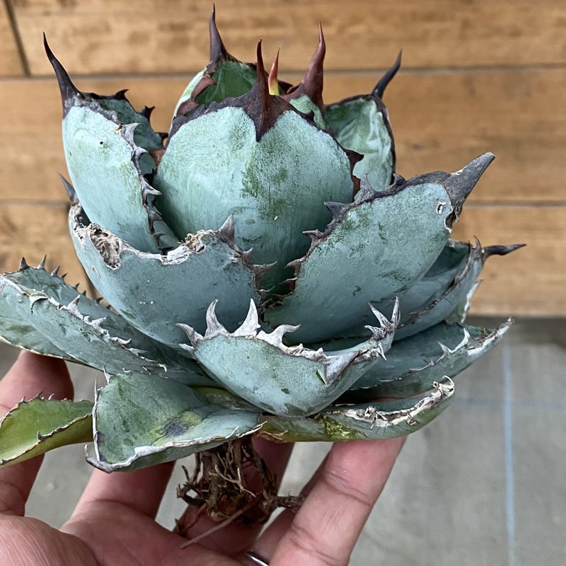 アガベ Blue cactus Amazon｜ITANSE アガベ チタノタ・ブルー 2.5号 1個売り