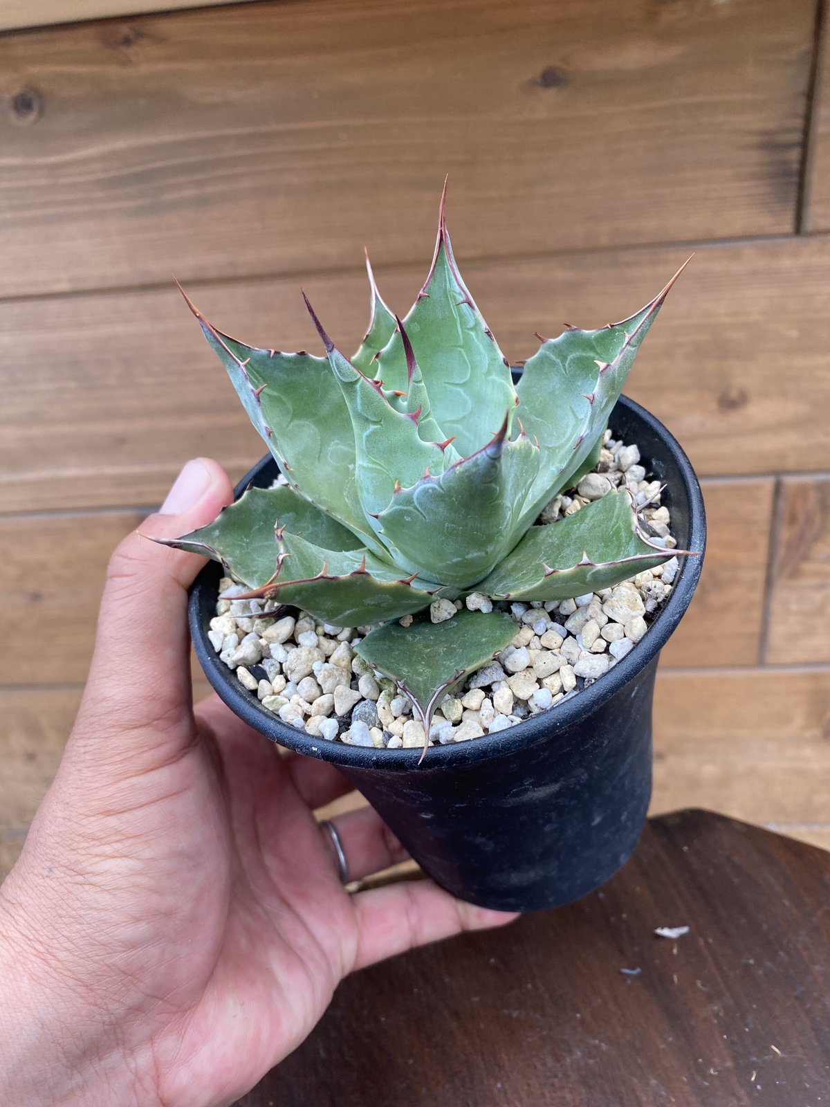 日本初の 【Agave-purpusorm6号サイズ+parrasana凶暴巻葉】 植物/観葉