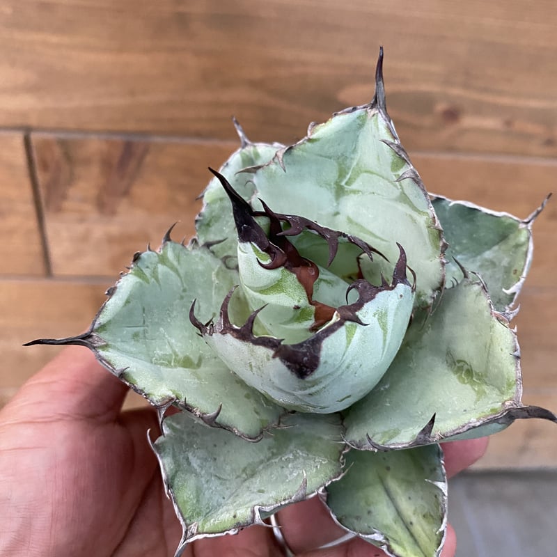 Agave titanota “Black & Blue” M size | 河野園芸 Agave titanota “Black & Blue” M size | 河野園芸