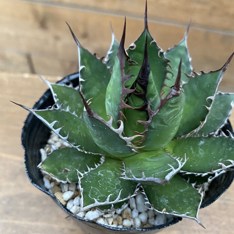 アガベ ホリダ Agave やばい horrida 胴切り子株➂ 強棘 短葉 良個体！