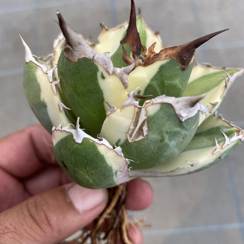 Agave titanota “SnaggleTooth” | 河野園芸 Agave titanota “SnaggleTooth” | 河野園芸