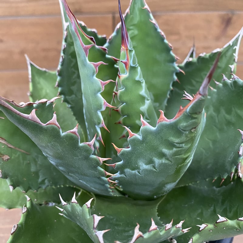 特選 Agave Montana 2 | 河野園芸