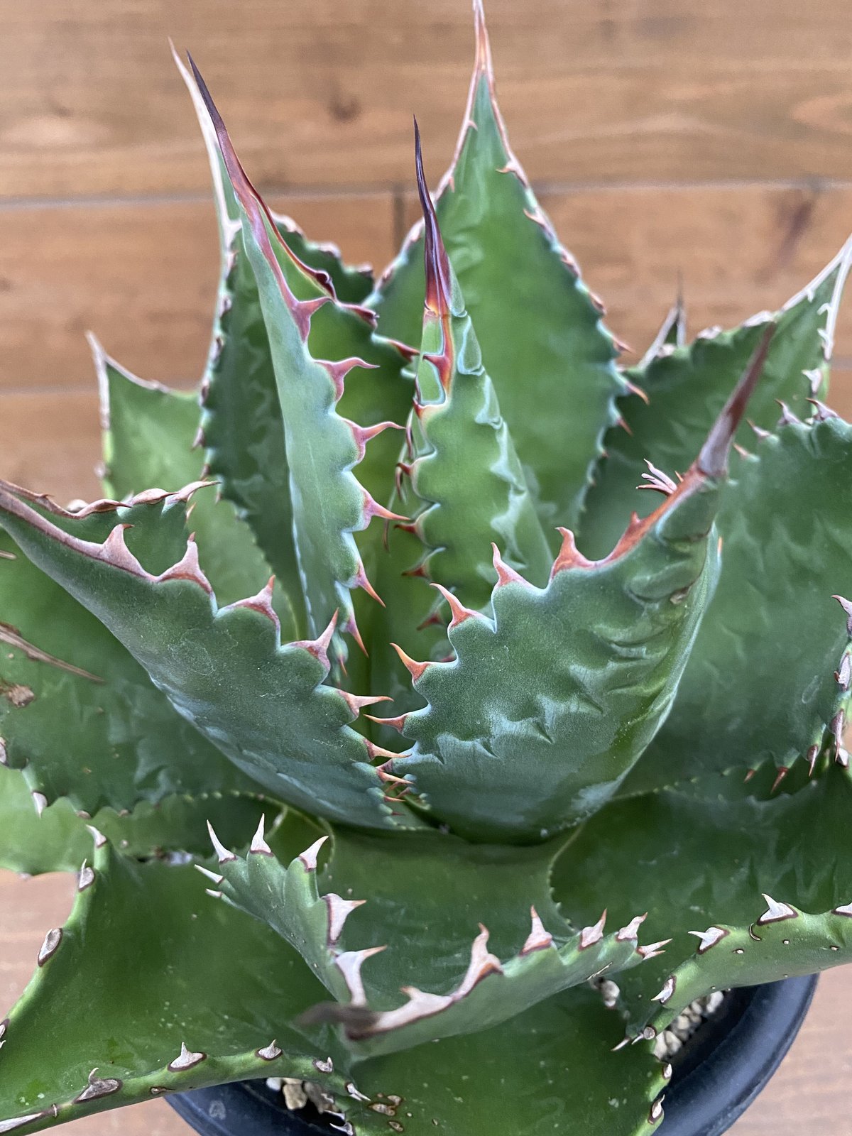 必見】AGAVE アガベ モンタナ ライムフラッシュ 斑入り Agave montana