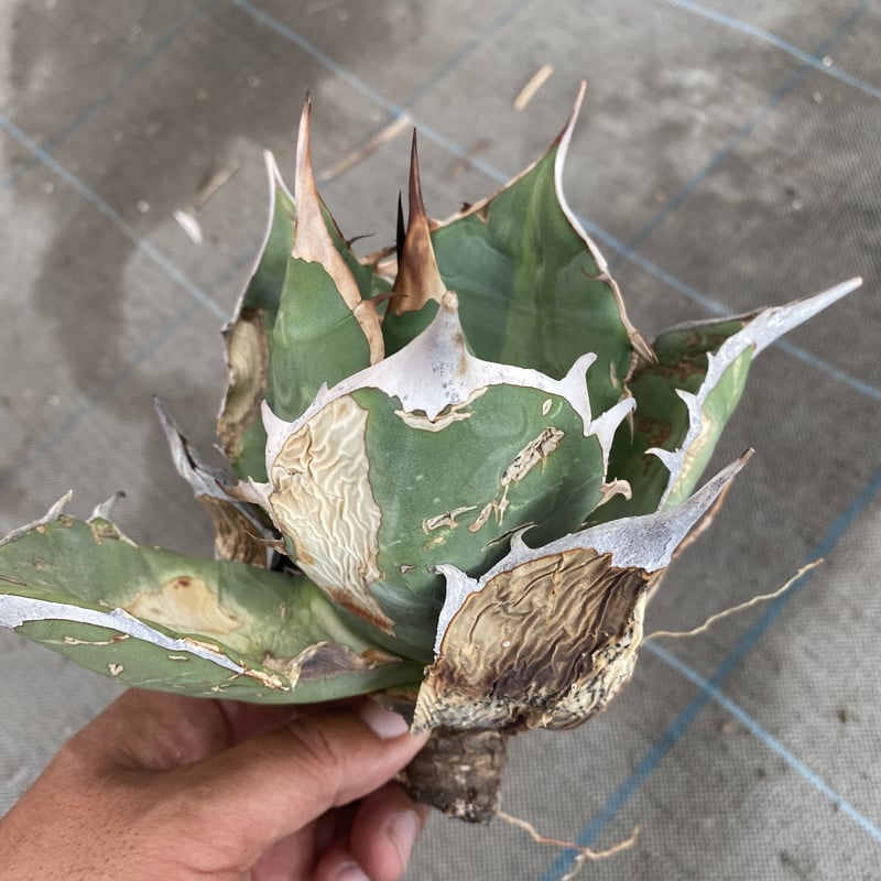 Agave oteroi Oaxaca | 河野園芸 Agave oteroi Oaxaca | 河野園芸