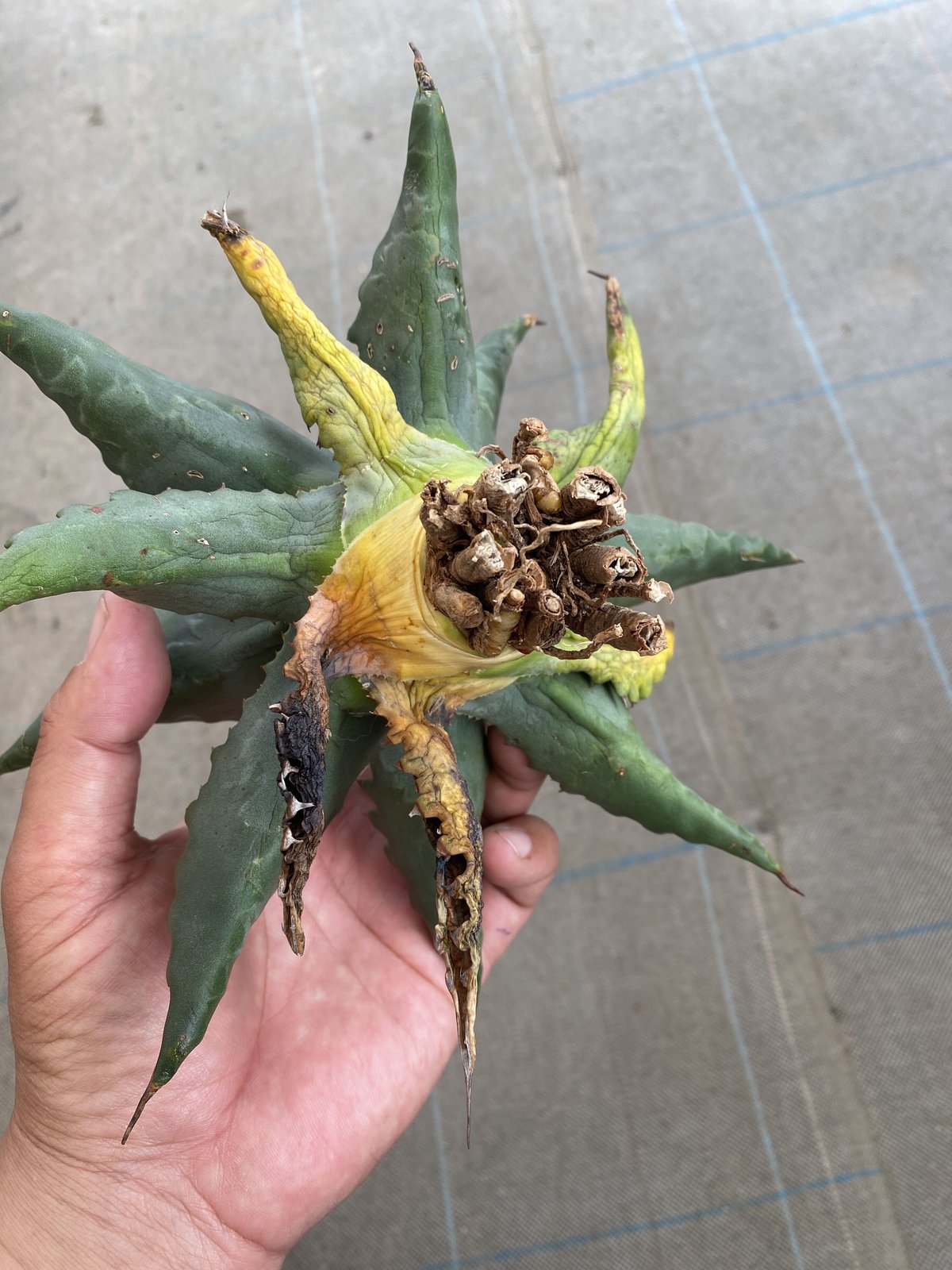 Agave gentryi “Jaws” | 河野園芸 Agave gentryi “Jaws” | 河野園芸