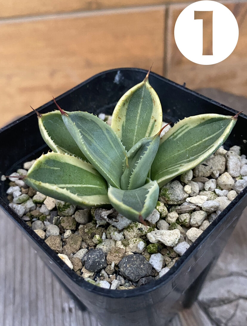 Agave parryi truncata “Lime Streak” | 河野園芸 Agave parryi truncata “Lime Streak” | 河野園芸