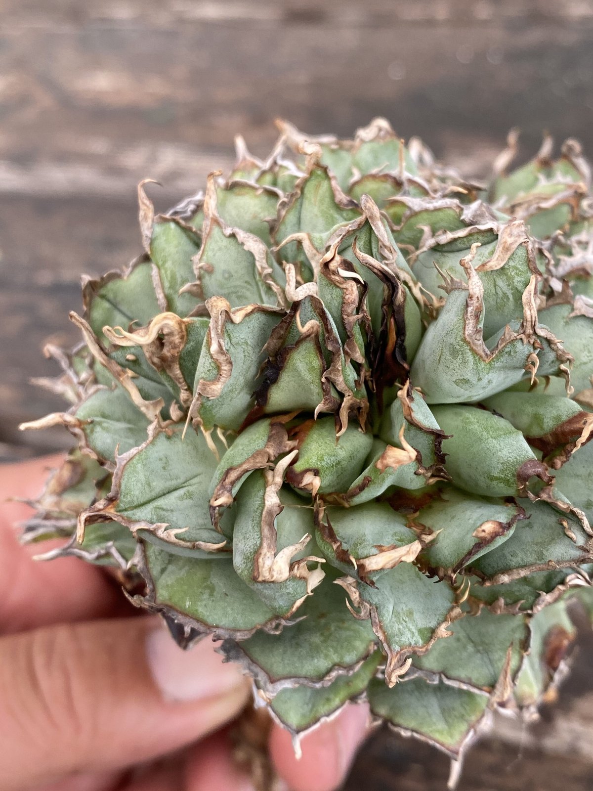 Agave titanota ”filigree“ | 河野園芸 Agave titanota ”filigree“ | 河野園芸